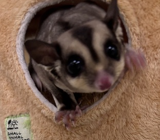 フクロモモンガ（ノーマル）