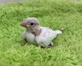 白文鳥(わんわんペットセンター)