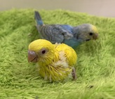 セキセイインコ(わんわんペットセンター)