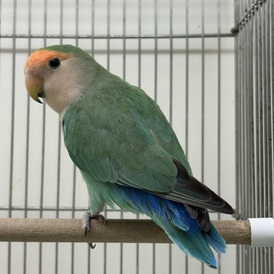 コザクラインコ（ペットアミ周船寺店）