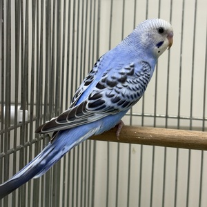 セキセイインコ（ヒナ）(ペットアミ周船寺)