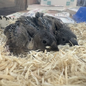 桜文鳥（ペットアミ周船寺店）