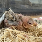 シナモン文鳥（ペットアミ周船寺店）