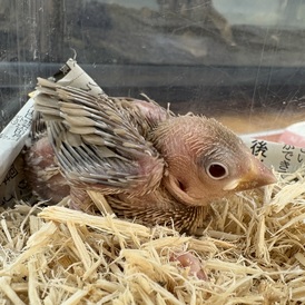 シナモン文鳥（ペットアミ周船寺店）