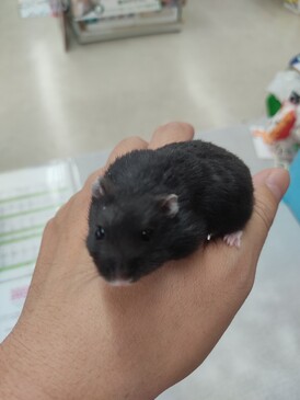 ブラックキャンベルハムスター