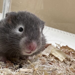 ロングヘアーゴールデンハムスター(ペットアミ伊万里店)