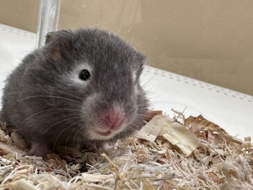 ロングヘアーゴールデンハムスター(ペットアミ伊万里店)