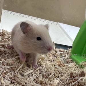 キンクマハムスター(ペットアミ伊万里店)