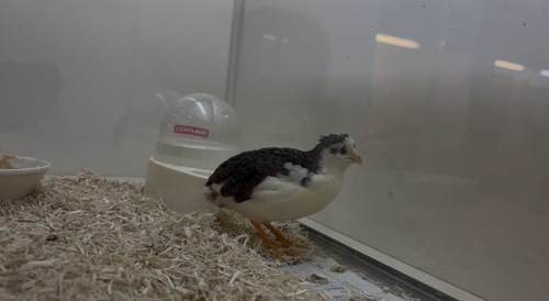 ヒメウズラ（ペットアミ周船寺）