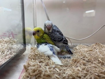 セキセイインコ【ヒナ】(ペットアミ周船寺店)