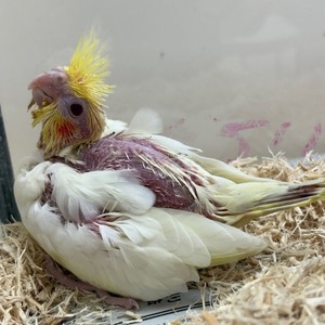 オカメインコ（ヒナ）（ペットアミ周船寺店）