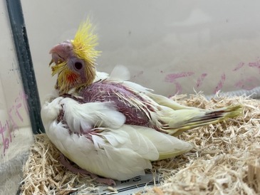 オカメインコ（ヒナ）（ペットアミ周船寺店）