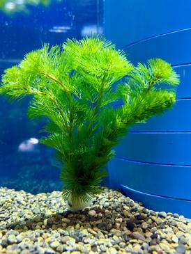 水草　各種（ペットアミ周船寺店）