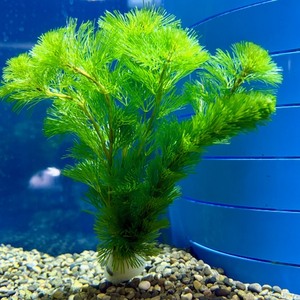 水草　各種（ペットアミ周船寺店）