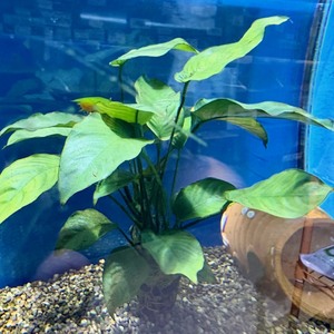  水草②　各種（ペットアミ周船寺店）