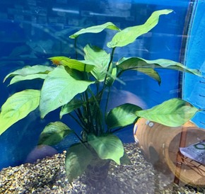  水草②　各種（ペットアミ周船寺店）