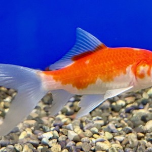 金魚　各種（ペットアミ周船寺店）