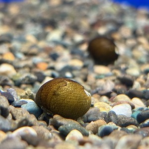 貝類＆流木（アク抜き済）　各種（ペットアミ周船寺店）