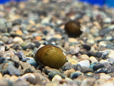 貝類＆流木（アク抜き済）　各種（ペットアミ周船寺店）