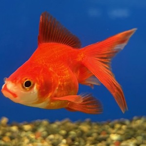  金魚②　各種（ペットアミ周船寺店）