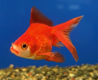  金魚②　各種（ペットアミ周船寺店）