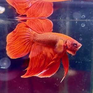 ベタ　各種（ペットアミ周船寺店）