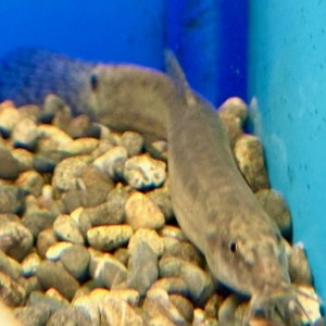 底物　各種（ペットアミ周船寺店）