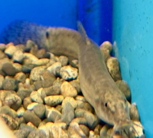 底物　各種（ペットアミ周船寺店）