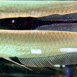 古代魚　各種（ペットアミ周船寺店）