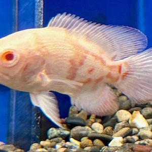  熱帯魚③　各種（ペットアミ周船寺店）