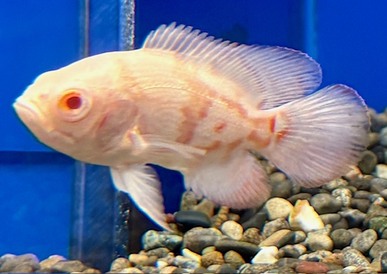  熱帯魚③　各種（ペットアミ周船寺店）