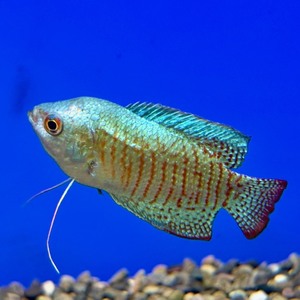 熱帯魚④　各種（ペットアミ周船寺店）