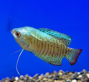 熱帯魚④　各種（ペットアミ周船寺店）