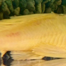 底物②　各種（ペットアミ周船寺店）