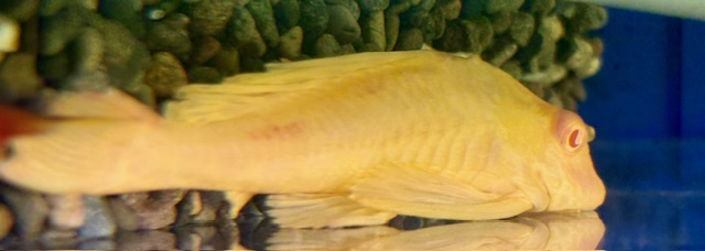 底物②　各種（ペットアミ周船寺店）