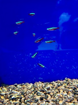 熱帯魚　各種（ペットアミ周船寺店）