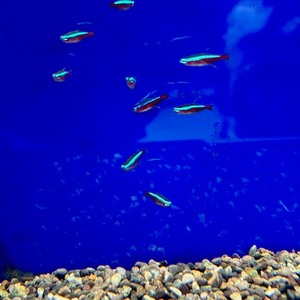 熱帯魚　各種（ペットアミ周船寺店）