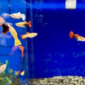 熱帯魚②　各種（ペットアミ周船寺店）