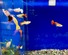 熱帯魚②　各種（ペットアミ周船寺店）