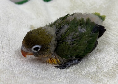 ボタンインコ(わんわんペットセンター)