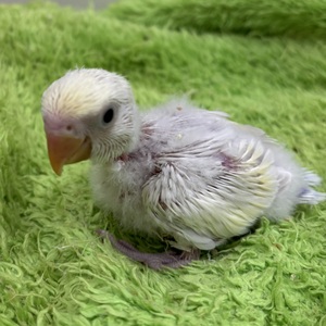 コザクラインコ(わんわんペットセンター)