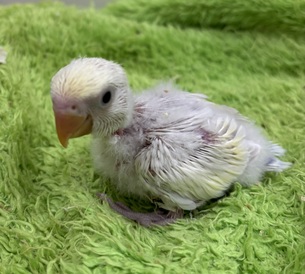 コザクラインコ(わんわんペットセンター)