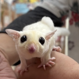 フクロモモンガ（リューシ）