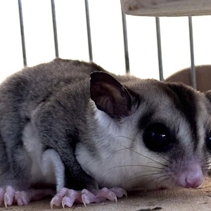 フクロモモンガ（ホワイトフェース）