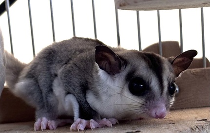 フクロモモンガ（ホワイトフェース）