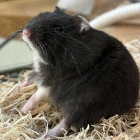 ペットアミ周船寺店