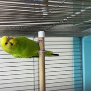 セキセイインコ（ヒナ）(ペットアミ周船寺)