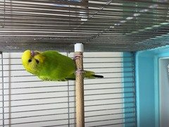 セキセイインコ（ヒナ）(ペットアミ周船寺)