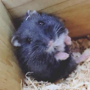 ブラックドワーフハムスター（ペットアミ伊万里店）