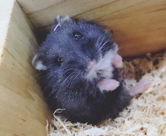 ブラックドワーフハムスター（ペットアミ伊万里店）
